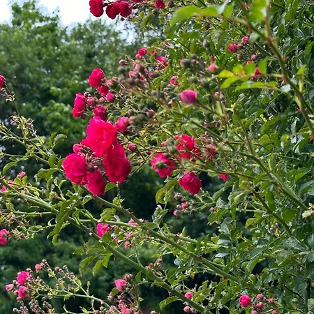 Glamping Park Ferienpark