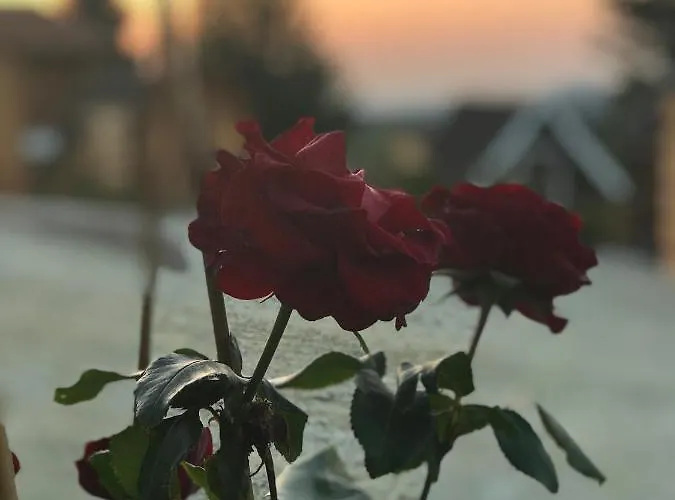 Glamping Park Mönichkirchen