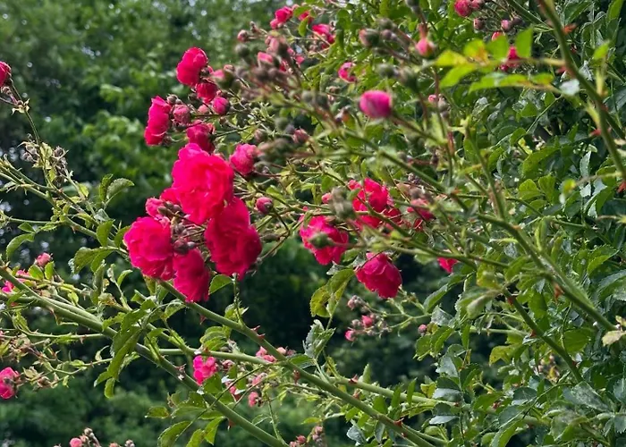 Glamping Park Ferienpark